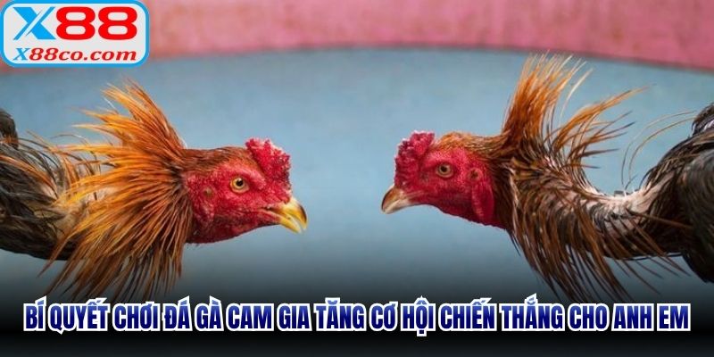 Bí quyết chơi đá gà cam gia tăng cơ hội chiến thắng cho anh em