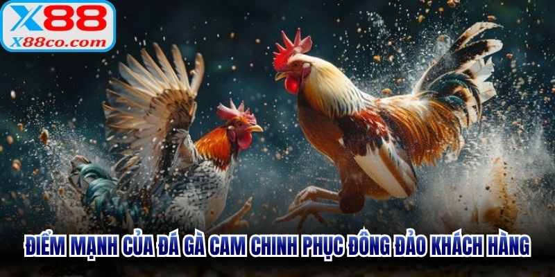 Điểm mạnh của đá gà cam chinh phục đông đảo khách hàng