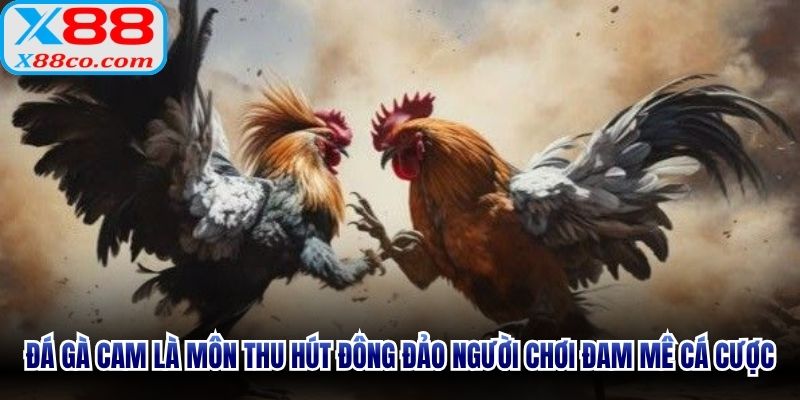 Đá gà cam là môn thu hút đông đảo người chơi đam mê cá cược