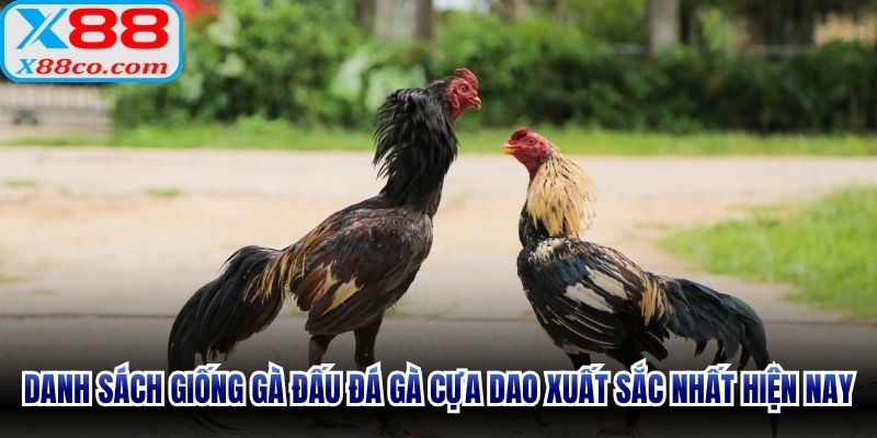 Danh sách giống gà đấu đá gà cựa dao xuất sắc nhất hiện nay