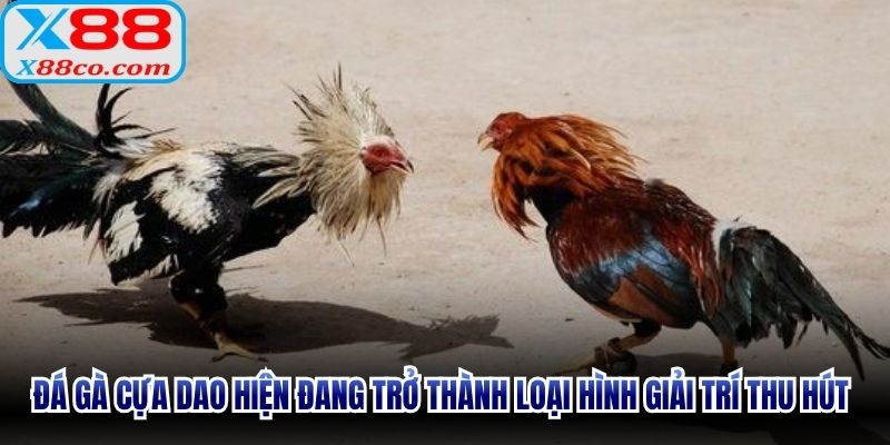 Đá gà cựa dao hiện đang trở thành loại hình giải trí thu hút sư kê nhất