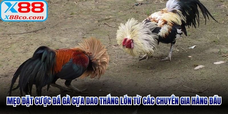 Mẹo đặt cược đá gà cựa dao thắng lớn từ các chuyên gia hàng đầu