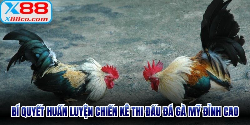 Bí quyết huấn luyện chiến kê thi đấu đá gà Mỹ đỉnh cao