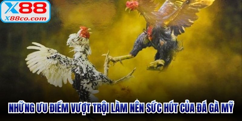 Những ưu điểm vượt trội làm nên sức hút của đá gà Mỹ