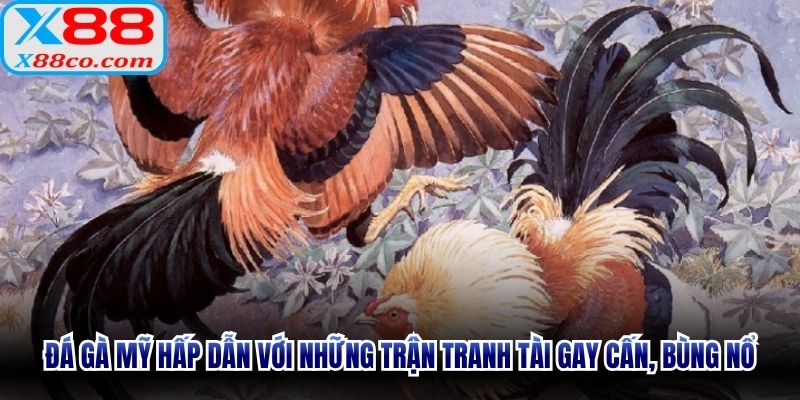 Đá gà Mỹ hấp dẫn với những trận tranh tài gay cấn, bùng nổ