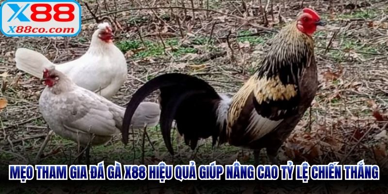 Mẹo tham gia đá gà X88 hiệu quả giúp nâng cao tỷ lệ chiến thắng