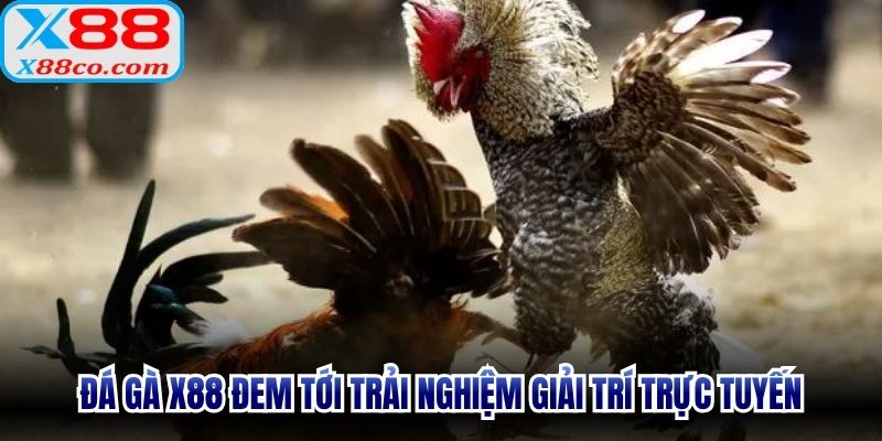Đá gà X88 đem tới trải nghiệm giải trí trực tuyến vô cùng đẳng cấp