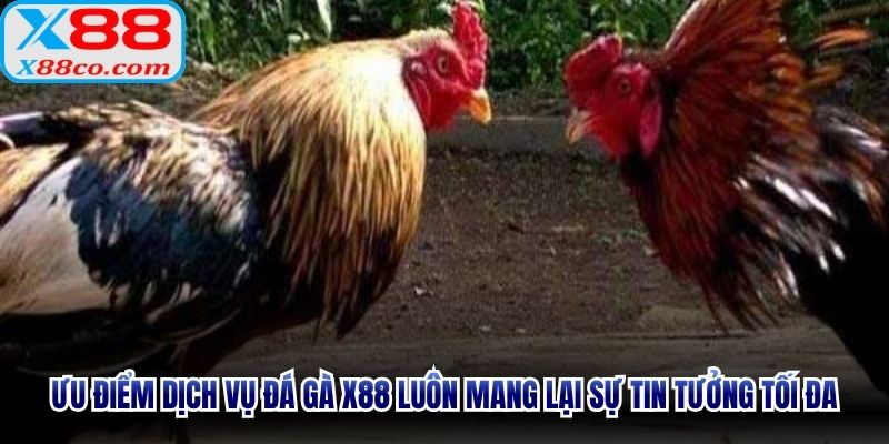 Ưu điểm dịch vụ đá gà X88 luôn mang lại sự tin tưởng tối đa