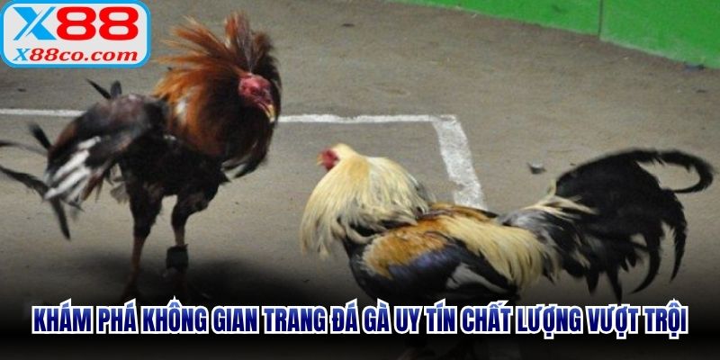 Khám phá không gian trang đá gà uy tín chất lượng vượt trội