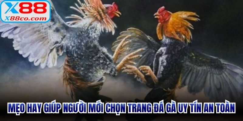 Mẹo hay giúp người mới chọn trang đá gà uy tín an toàn