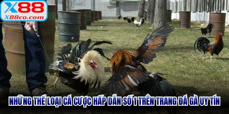 Những thể loại cá cược hấp dẫn số 1 trên trang đá gà uy tín